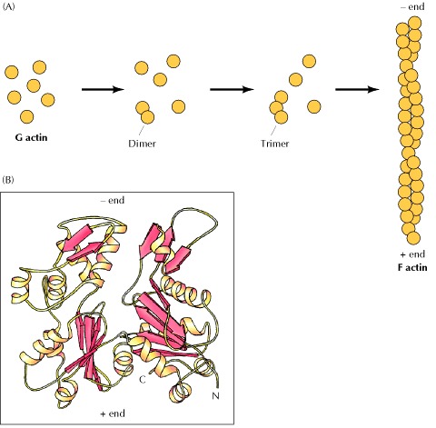 Figure 11.2, Assembly and structure of actin fila