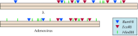 Figure 3.17. Restriction maps of λ and adenovirus DNAs.