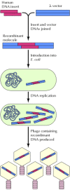 Figure 3.18. Generation of a recombinant DNA molecule.