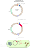 Figure 3.26. Expression of cloned genes in bacteria.