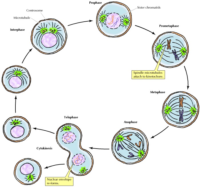 Stages of mitosis in an animal cell.