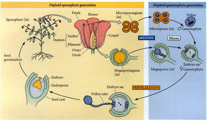 animal cell undergoing mitosis. Cells of the microsporangium