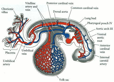 circulatory system of frog. Circulatory system of a 4-week