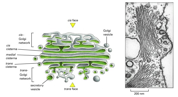 Two adjacent Golgi stacks are shown. In plant cells the Golgi apparatus is 