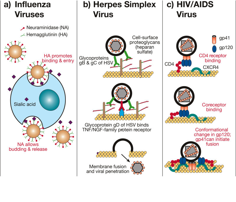 herpes simplex virus. herpes simplex virus 2 (2)