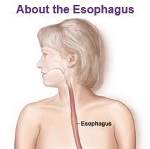About the Esophagus