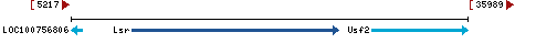 Genomic Context describing neighboring genes