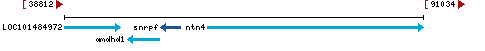 Genomic Context describing neighboring genes