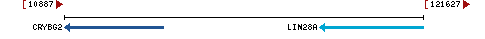 Genomic Context describing neighboring genes