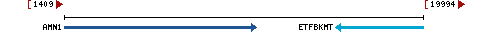 Genomic Context describing neighboring genes