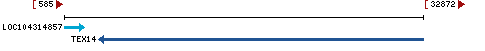 Genomic Context describing neighboring genes