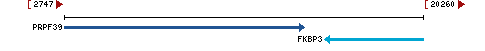 Genomic Context describing neighboring genes