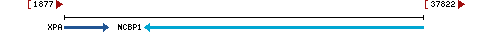 Genomic Context describing neighboring genes