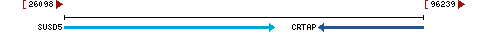 Genomic Context describing neighboring genes