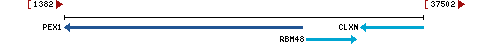 Genomic Context describing neighboring genes