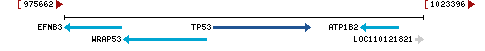 Genomic Context describing neighboring genes