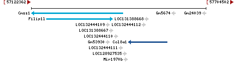 Genomic Context describing neighboring genes