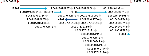 Genomic Context describing neighboring genes