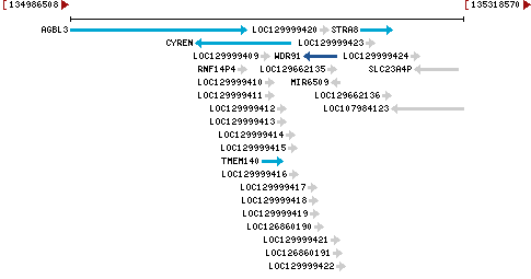 Genomic Context describing neighboring genes