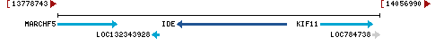 Genomic Context describing neighboring genes