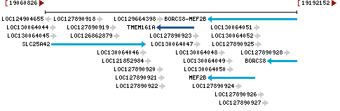 Genomic Context describing neighboring genes