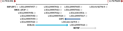 Genomic Context describing neighboring genes