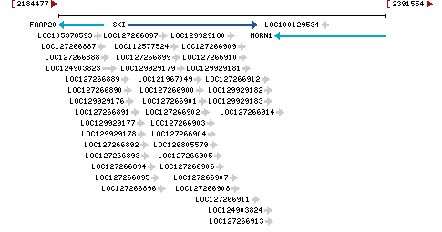 Genomic Context describing neighboring genes