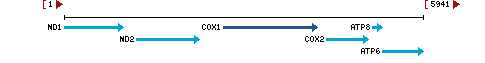 Genomic Context describing neighboring genes