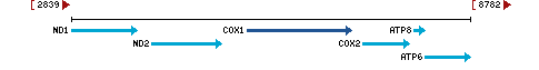 Genomic Context describing neighboring genes