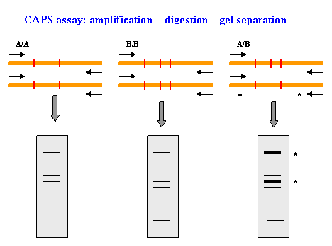 Restriction Mapping Examples