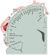 Figure 21-101. A map of the body surface in the human brain.