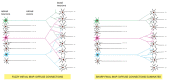 Figure 21-103. Sharpening of the retinotectal map by synapse elimination.