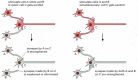 Figure 21-104. Synapse modification and its dependence on electrical activity.