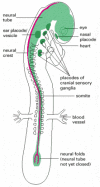 Figure 21-91. Diagram of a 2-day chick embryo, showing the origins of the nervous system.