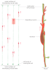 Figure 21-93. Migration of immature neurons.