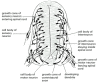 Figure 21-96. Growing axons in the developing spinal cord of a 3-day chick embryo.