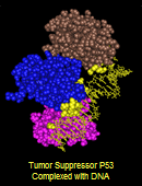 Example 3-dimensional structure: Tumor Suppressor P53 Complexed with DNA  (accession 1TUP). Click on the image for more information about the structure and for examples of how 3D structures can be used to learn more about proteins and other biomolecules.