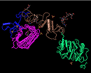 1型胰岛素样生长因子受体（IGF-1R）三维结构的缩略图，在免费的Cn3D结构查看程序中查看并按域着色。单击图像跳转到CDD帮助文档中的更大的带注释版本。