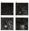 Figure 7.9. Sperm chemotaxis in Arbacia.