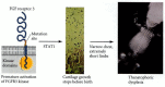 Figure 6.22. A mutation in the gene for FGFR3 causes the premature constitutive activation of the STAT pathway and the production of phosphorylated Stat1 protein.