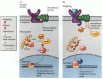 Figure 6.24. The Hedgehog signal transduction pathway.