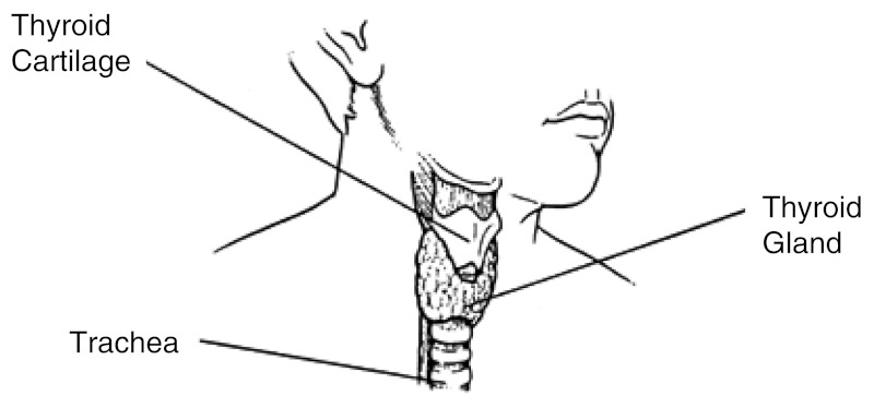 FIGURE 3.1. Anatomical drawing of thyroid location (courtesy of American Cancer Society).