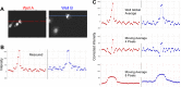 Figure 10: . Background correction can have significant effects on image analysis.