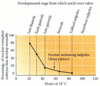Figure 4.7. Percentage of successful nuclear transplants as a function of the developmental age of the donor nucleus.