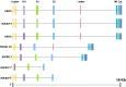 Figure 3. Exon-intron structure the KIR genes.