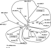 Figure 7. Phylogenetic relationship of KIR gene sequences from four primate species.