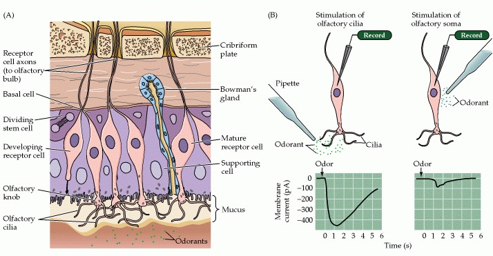 Figure 15.5. Structure and function of the olfactory epithelium.