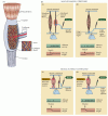 Figure 16.11. Comparison of the function of muscle spindles and Golgi tendon organs.