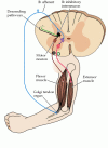 Figure 16.12. Negative feedback regulation of muscle tension by Golgi tendon organs.
