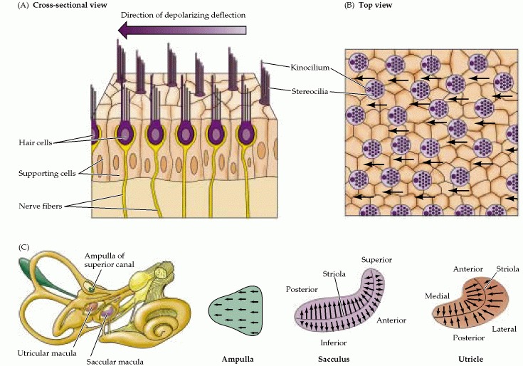 Figure 14.2. The morphological polarization of vestibular hair cells and the polarization maps of the vestibular organs.